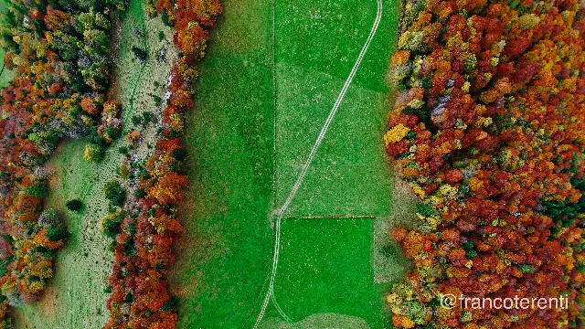 Straight-down view of a narrow green meadow corridor squeezed between two belts of autumn woodland in scarlet, orange and yellow, with scattered conifers holding their colour. A pale double-track farm lane runs the length of the grass, branching near the bottom, and a short timber trough or fence marks the edge of a mown rectangular plot. Aerial drone photograph over WASSERFALLEN, Switzerland from 47.3697860244791, 7.715020179748536 on 2025-10-19. Exposure 100 · f1.8 · 9mm.