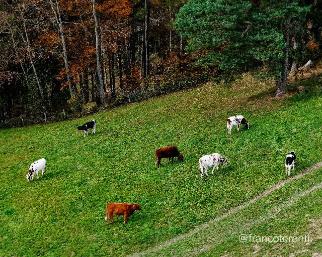 Seven cattle in brown, black-and-white and red-and-white grazing across a steep, vividly green pasture, with a wire fence along the top edge separating it from woodland of bare trunks, rust-coloured leaves and a large dark pine. A worn dirt track crosses the slope on the right. Aerial drone photograph over WASSERFALLEN, Switzerland from 47.369175655535884, 7.709913253784181 on 2025-10-19. Exposure 100 · f2.8 · 19mm.